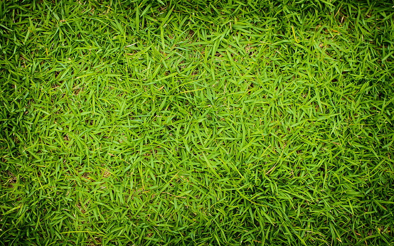 green grass texture, close-up, grass from top, plant textures, grass backgrounds, grass textures, green grass, green backgrounds, macro, HD wallpaper