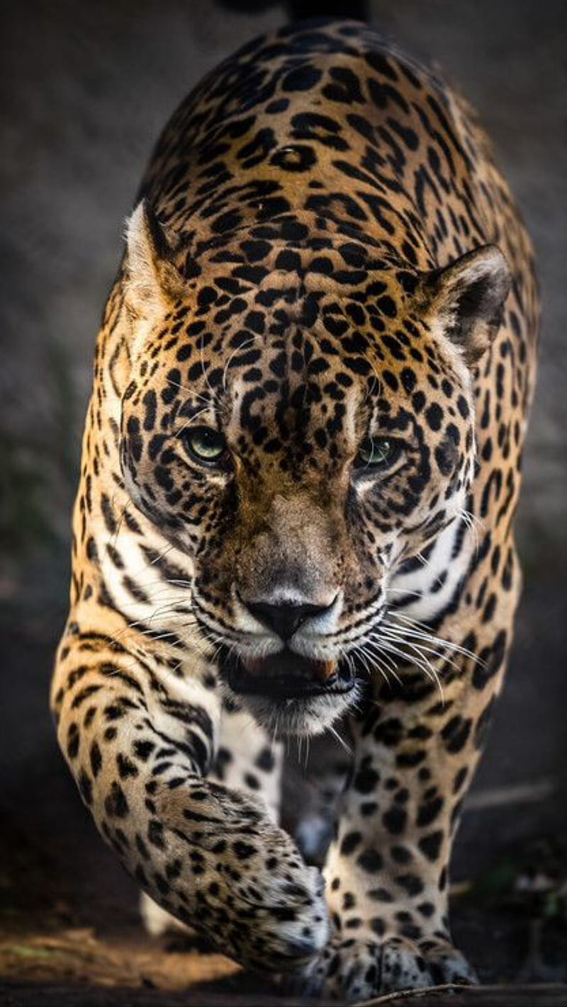 Leopardo, animal, salvaje, Fondo de pantalla de teléfono HD | Peakpx