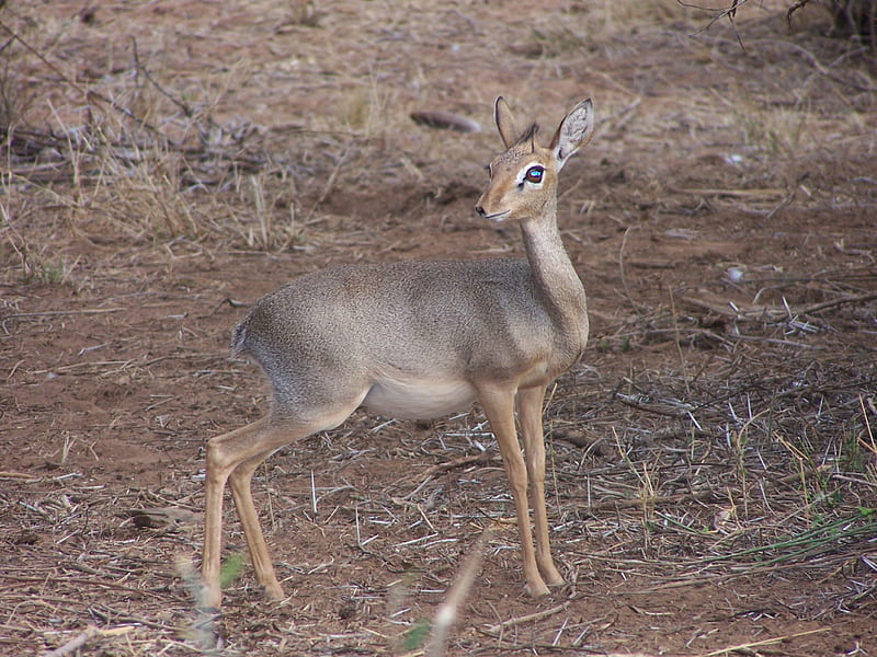 DIK DIK, kenya, Samburu, Game reserve, HD wallpaper