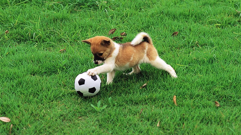 Adorable Puppy, pretty, grass, bonito, adorable, sweet, dog face, ball, nice, puppies, green, football, beauty, face, animals, dog, puppy, lovely, cute, paws, nature, dogs, HD wallpaper