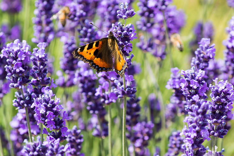 butterfly, flowers, spring, purple, HD wallpaper