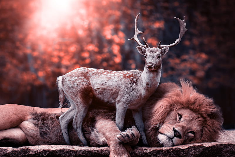 Lion Deer, lion, deer, animals, graphy, HD wallpaper