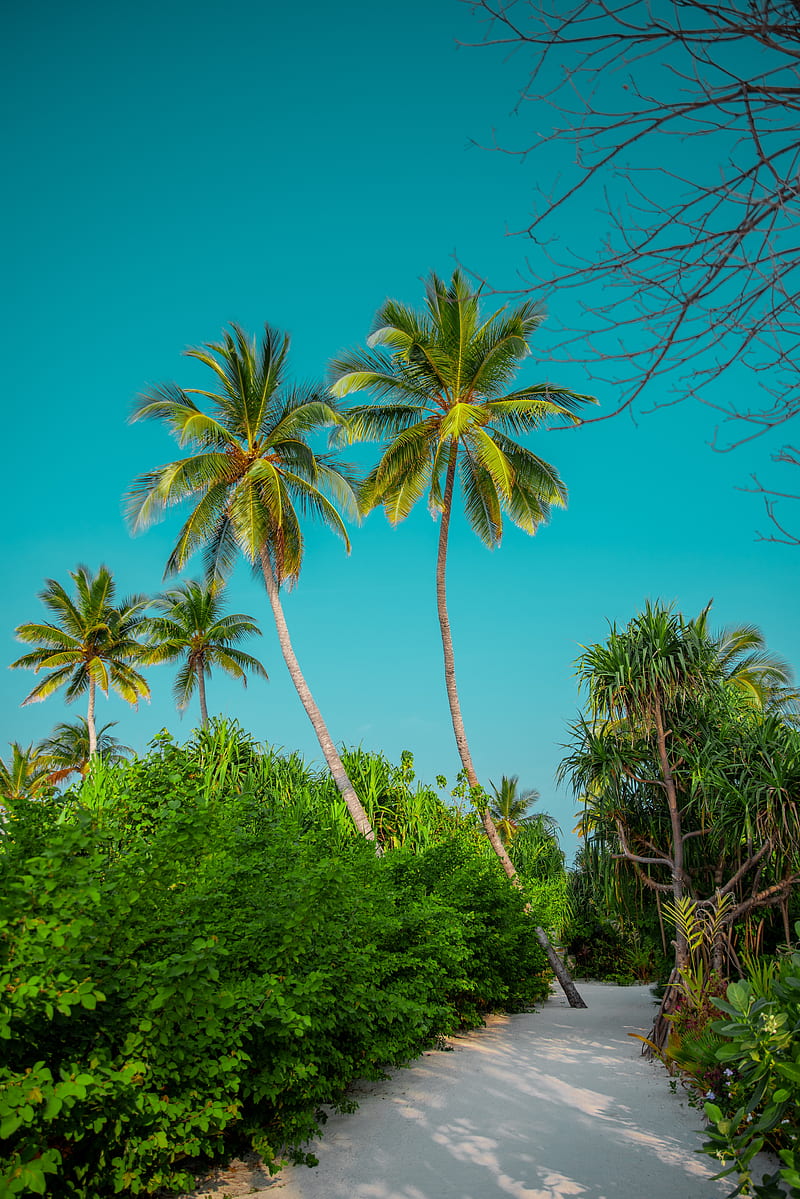palm trees, bushes, path, tropics, summer, HD phone wallpaper