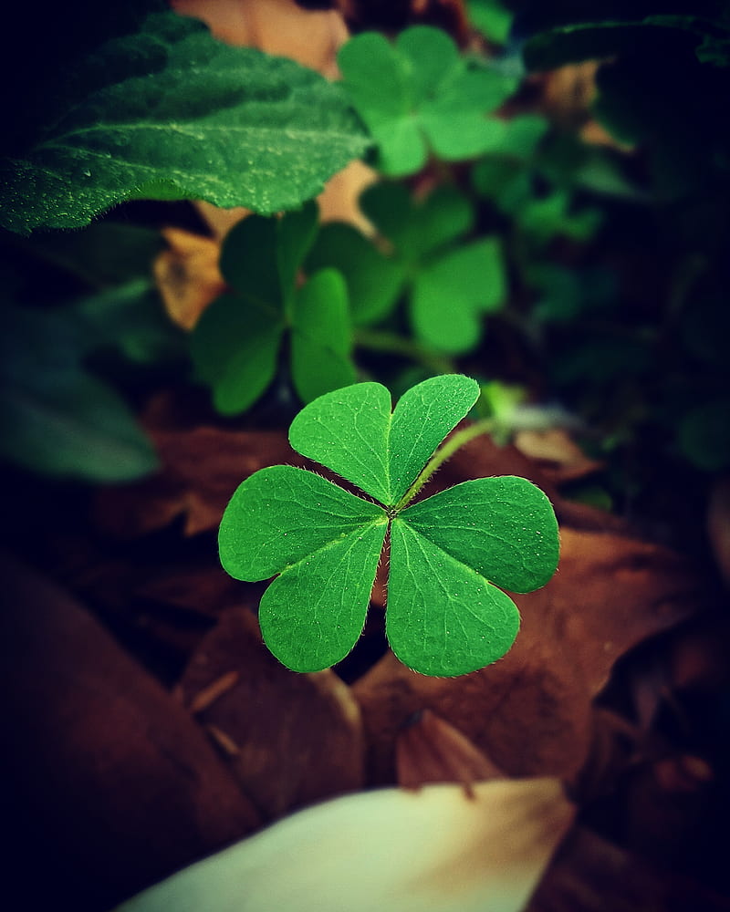 Luck, leaf, lucky, HD phone wallpaper