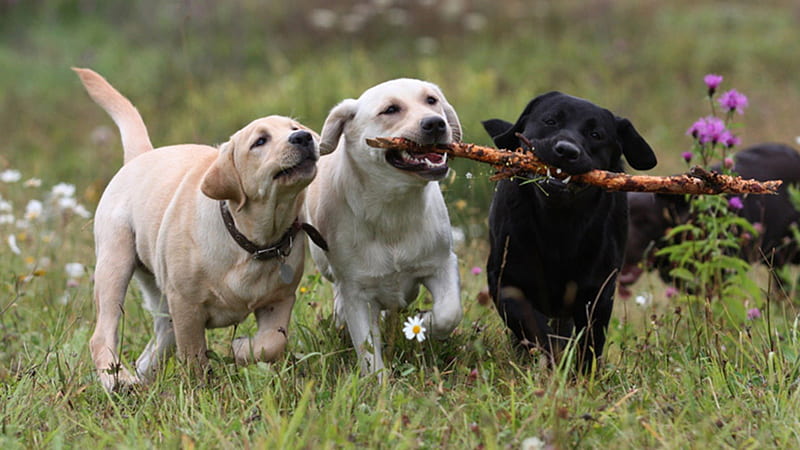 Playing Catch, puppies, white dog, stick, labrador, dogs playing, nature, pets, black dog, HD wallpaper