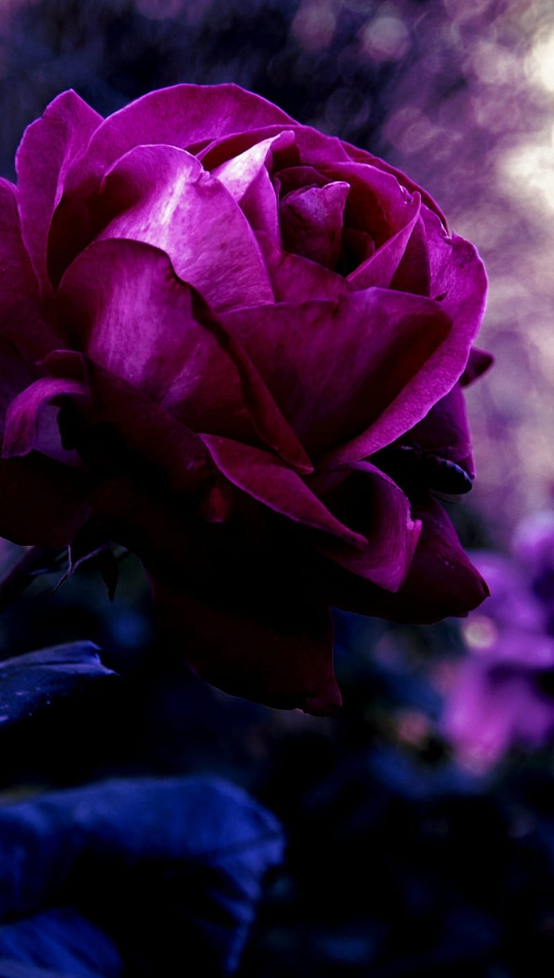 720P free download | Purple Rose, HD phone wallpaper | Peakpx