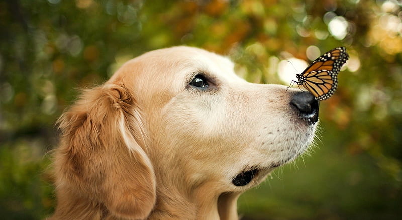 Dog Slvbash Cute Butterfly Caine Face Animal Hd Wallpaper Peakpx