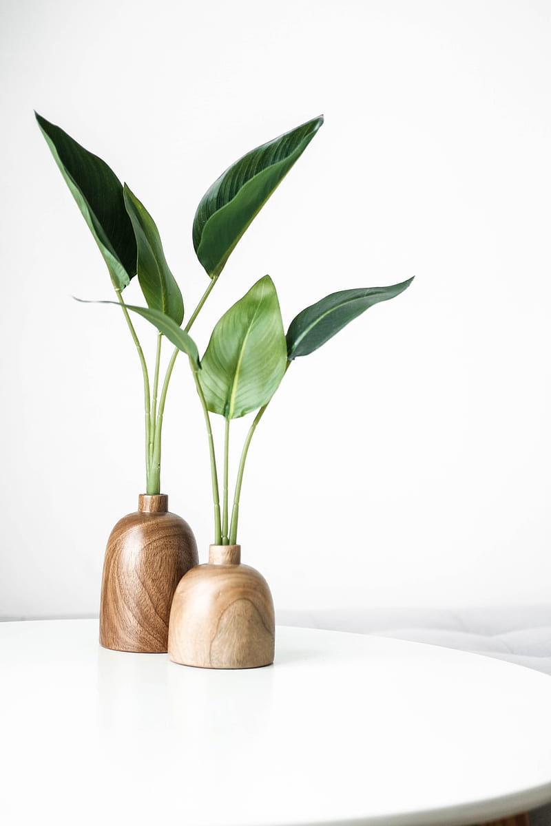 1K+ Minimal Plant, Simple Plant Aesthetic, HD phone wallpaper