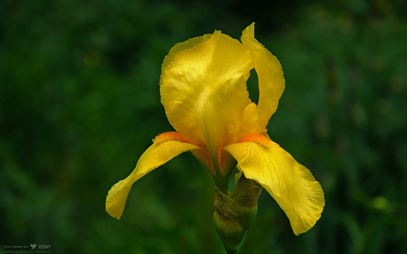 Yellow Iris, orange, yellow, bonito, green, flower, nature, petals, iris, stem, HD wallpaper