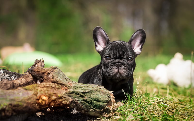 french bulldog, small black puppy, pets, cute animals, small black dog, HD wallpaper