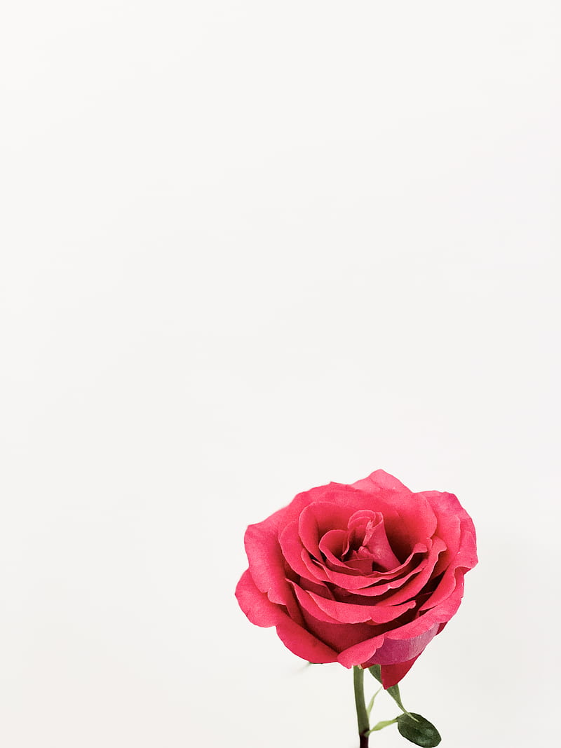 pink rose in bloom close up, HD phone wallpaper