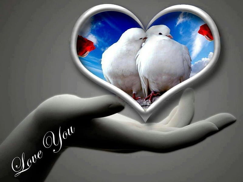 Dove love, red rose, love, heart, beauty, dove, blue sky, white, HD wallpaper