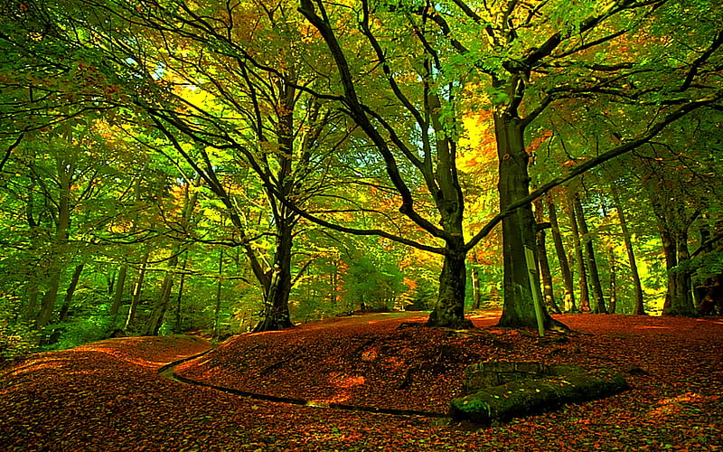 Meet Here, forest, drain, leaves, green, nature, trees, ray, light, HD wallpaper