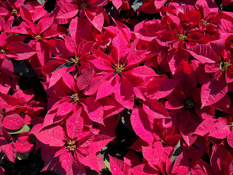 macro graphy of pink poinsettia flowers, HD wallpaper