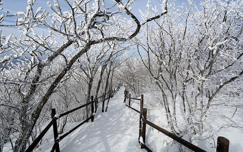 wonderful winter path, path, forest, rails, winter, HD wallpaper