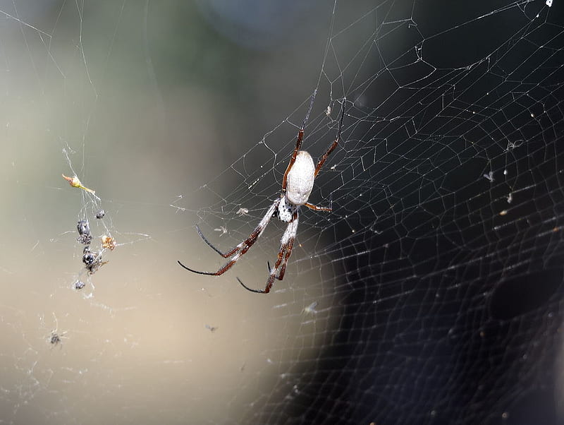 Spider and the prey, spider, compter, other, HD wallpaper