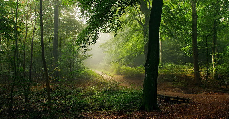 Misty Forest Day, HD wallpaper