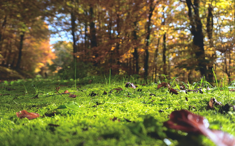 selective focus graphy of withered leaves on grass, HD wallpaper