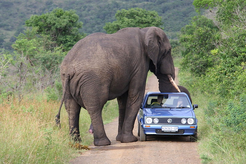 Elephant joyriding, fun, funny, elephant, car, HD wallpaper