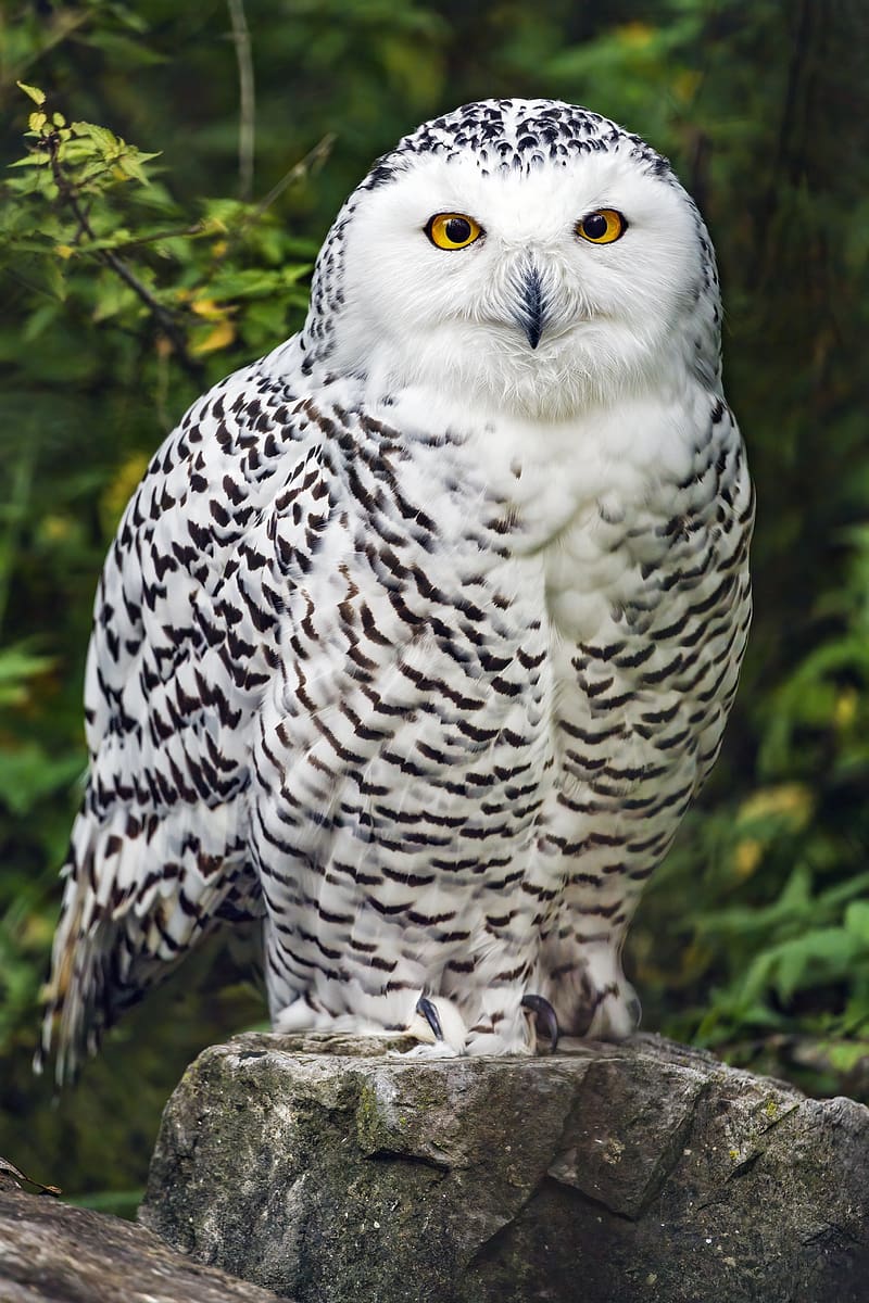 snowy owl, bird, white, wildlife, HD phone wallpaper