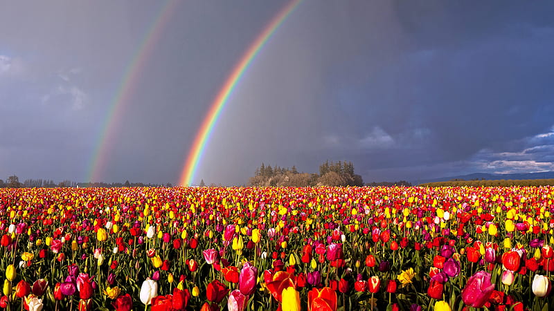 Oregon Double Rainbow Over Flowers Field Rainbow, HD wallpaper