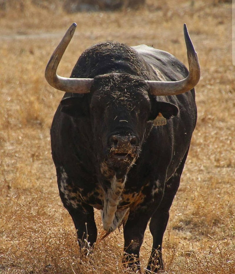 anillo Contradecir Carrera Toro, búfalo, toro, toros, país, vaca, Fondo de pantalla de teléfono HD |  Peakpx