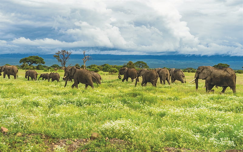 elephants, wildlife, herd of elephants, savannah, wild animals, Africa, HD wallpaper