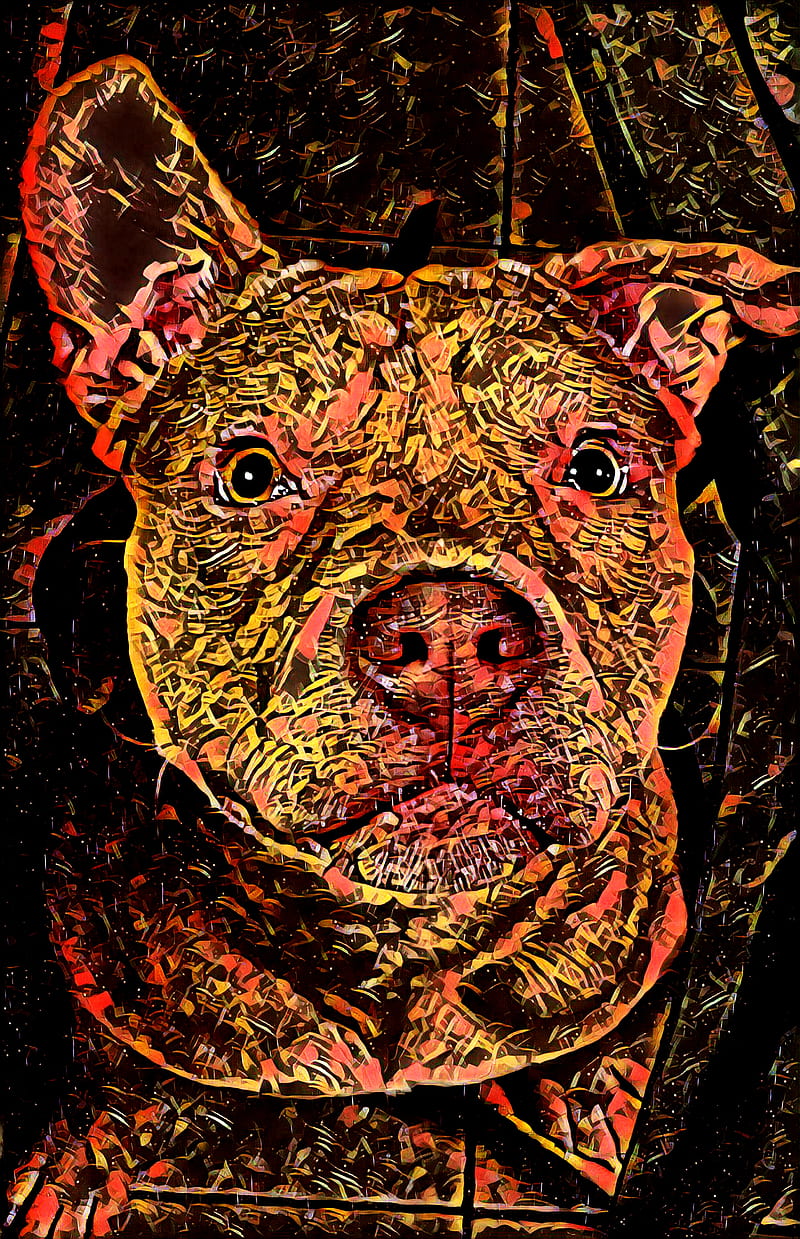 pitbull loco, bull, dogs, pit, puppies, HD phone wallpaper