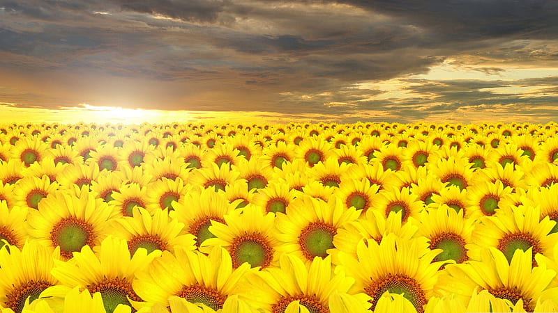 Beautiful Yellow Sunflowers Field Under Black Clouds Blue Sky During Sunrise Sunflower, HD wallpaper