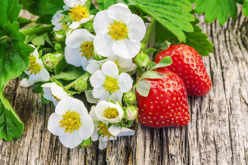 Strawberry, flowers, berries, wood, HD wallpaper