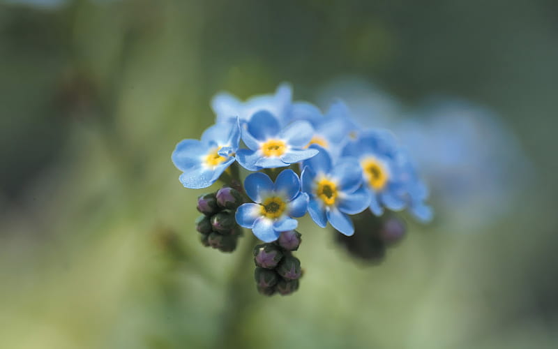 Little Blue Flowers Wild Flowers graphy, HD wallpaper