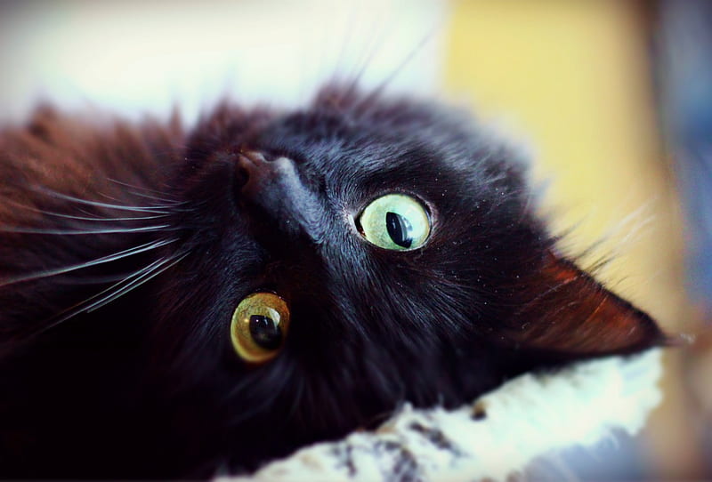 upside down kitty, fluffy, kitty, black cat, green eyes, cat, HD wallpaper
