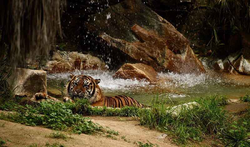 tiger, predator, big cat, animal, waterfall, stones, HD wallpaper