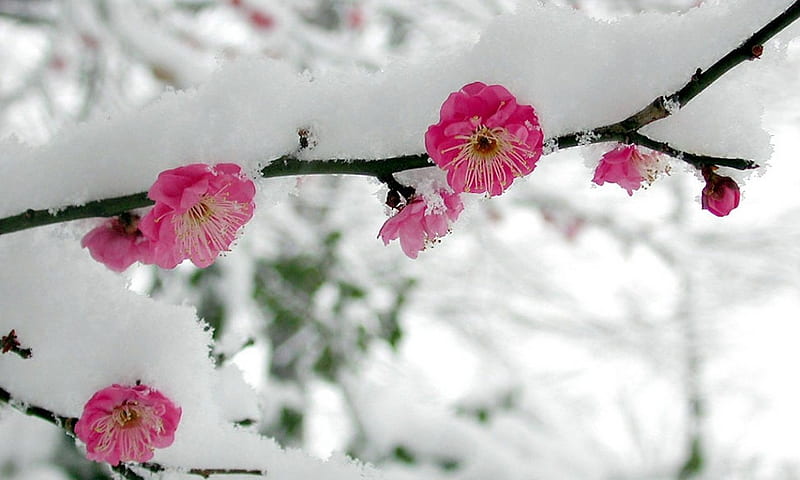 Spring snow, blossom, branch, snow, cherry, HD wallpaper