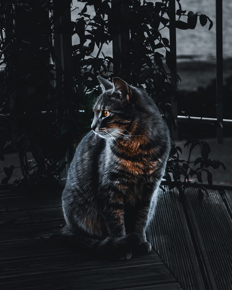 selective focus of silver tabby cat, HD phone wallpaper