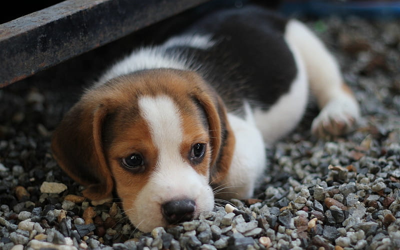 beagle, small white puppy, cute little dogs, pets, breeds of domestic dogs, HD wallpaper