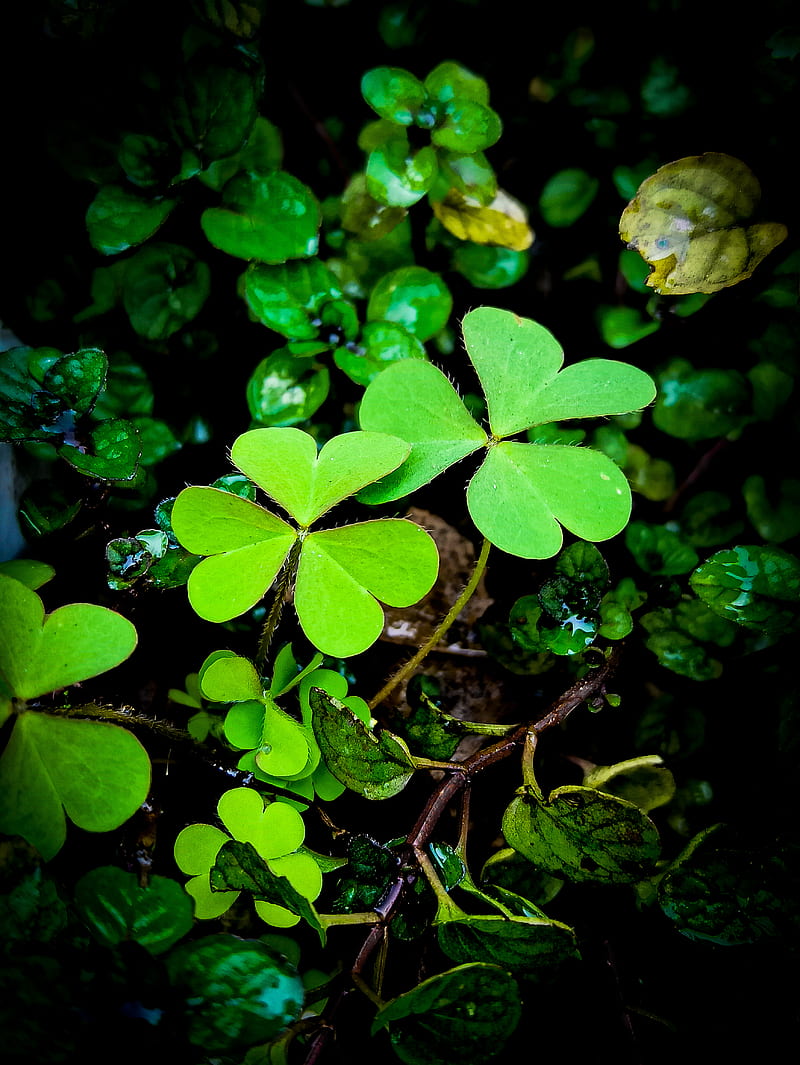 Clover, dark, green, leaves, nature, premium, HD phone wallpaper