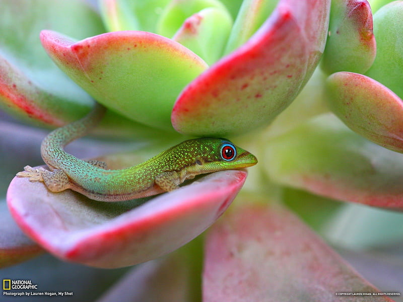 Madagascar Day Gecko, Maui, flower, nature, baby, gecko, HD wallpaper