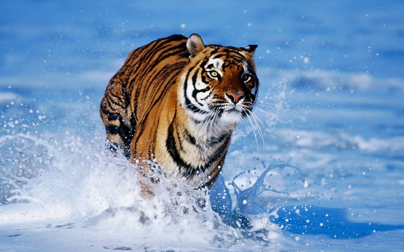 Bengal tiger, running, white, snow, cold, HD wallpaper