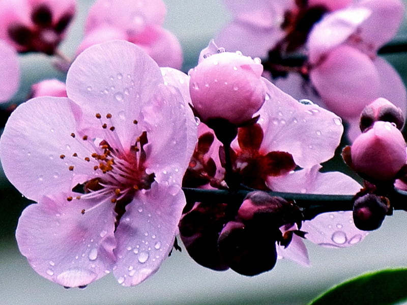 Plum Blossom, Plum Colored, Pink, Blossoms, Gorgeous, Incredible, HD wallpaper