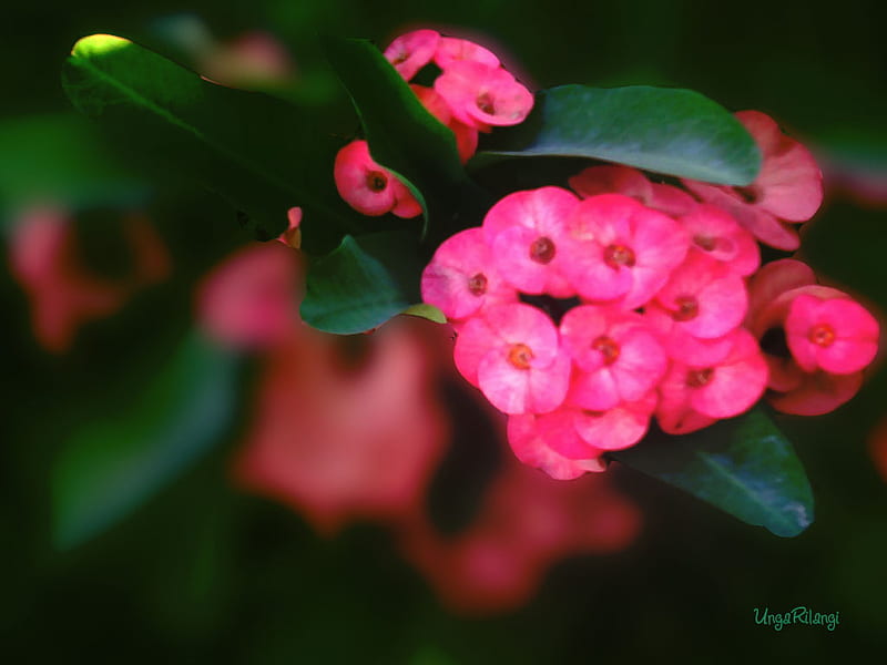 Bright Pink Euphorbia, green, bright, flower, euphorbia, pink, HD wallpaper
