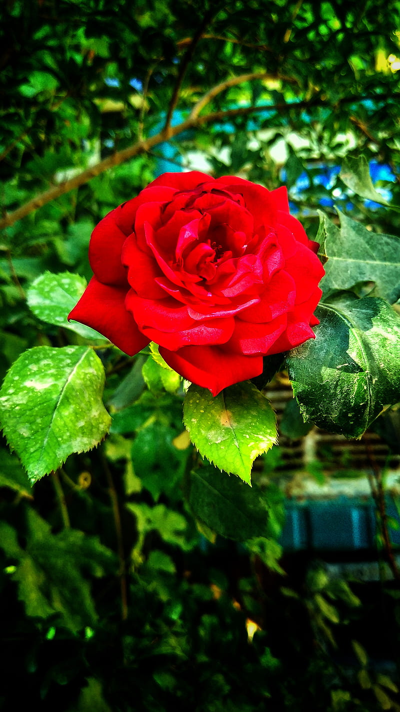 Rose, nature, pink, roses, HD phone wallpaper | Peakpx