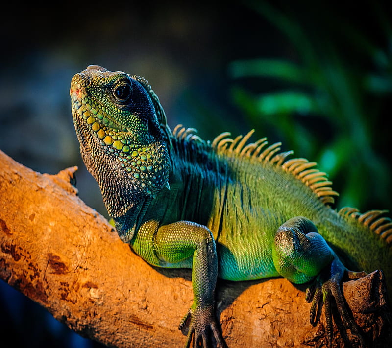 Green Iguana, bonito, cute, look, nice, HD wallpaper