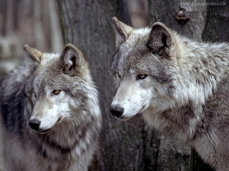 Grandes lobos, bonito, aullido, canino, manada de lobos soledad, amistad,  gris, Fondo de pantalla HD | Peakpx