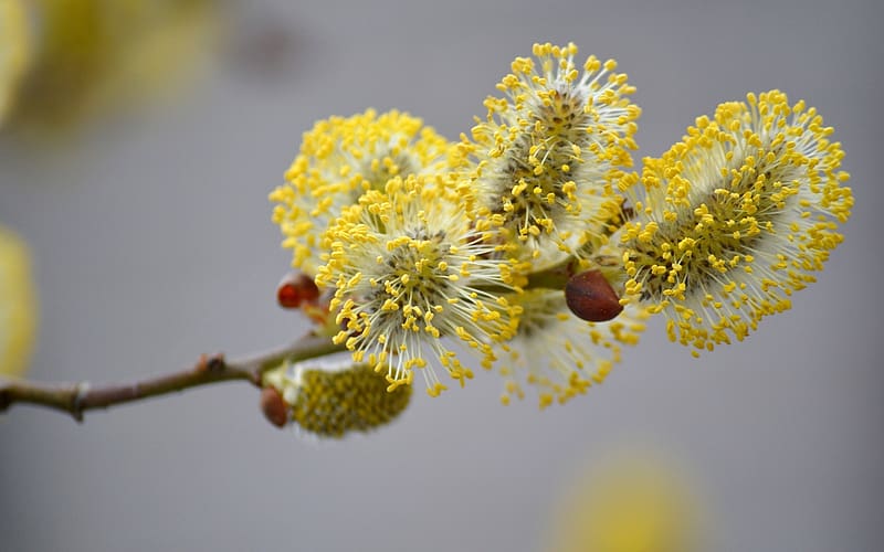 Willow Catkins, macro, catkins, pussy, willow, HD wallpaper