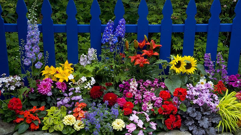 Flowers, Flower, , Fence, Lily, Sunflower, Dahlia, Zinnia, Picket Fence, HD wallpaper