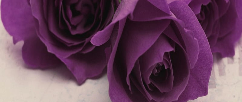Purple Roses, purple, bunch, shadow, nature, petals, layers, roses, HD wallpaper