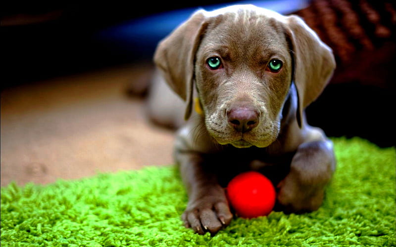 LAB with BALL, look, ball, puppy, lab, HD wallpaper
