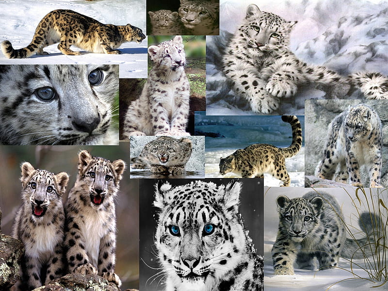 Барс и рысь. Гепард леопард Ягуар снежный Барс. Ирбис тигр Лев леопард и Ягуар. Лев, тигр, леопард Ягуар, пантера. Тигр леопард гепард Ягуар.