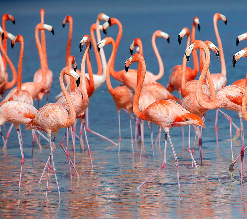 Flamingo, animal, bird, HD wallpaper
